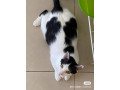 lost-my-cat-small-1