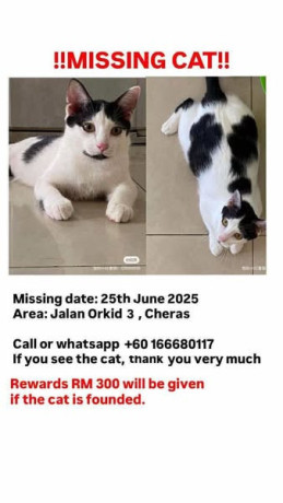 lost-my-cat-big-2
