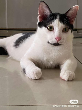 lost-my-cat-big-0