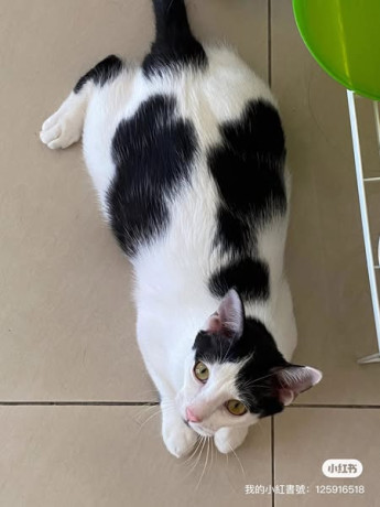 lost-my-cat-big-1