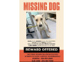 poof-is-still-missing-small-0