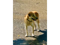this-dog-is-lost-small-1