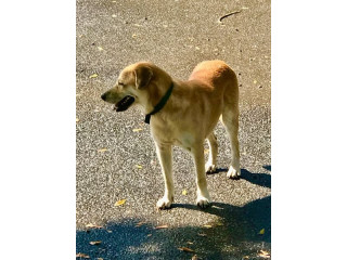 This dog is lost