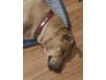 kohi-has-gone-missing-small-0