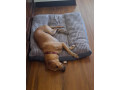 kohi-has-gone-missing-small-1