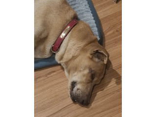 Kohi, has gone missing