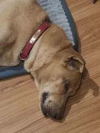 kohi-has-gone-missing-big-0