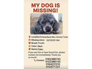 My dog-Chiko has been missing