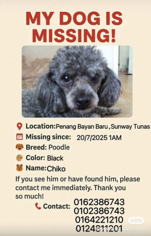my-dog-chiko-has-been-missing-big-0
