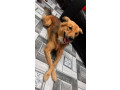 missing-dog-alert-please-help-small-1