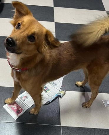 missing-dog-alert-please-help-big-0