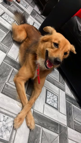 missing-dog-alert-please-help-big-1