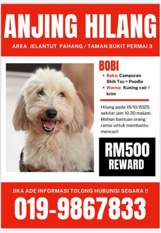 missing-dog-alert-help-us-bring-bobi-home-big-0