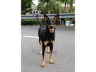 URGENT: Missing Dog – Help Bring Dora Home