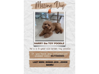 Our beloved toy poodle is missing