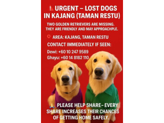 LOST DOGS ALERT – Help Bring Them Home!