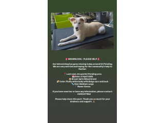 MISSING DOG – PLEASE HELP KEONA GET HOME