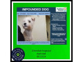 impounded-dog-north-auckland-small-0