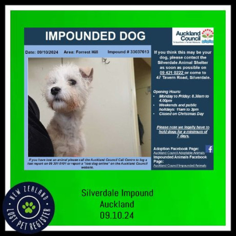 impounded-dog-north-auckland-big-0
