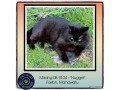 missing-cat-foxton-manawatu-small-0
