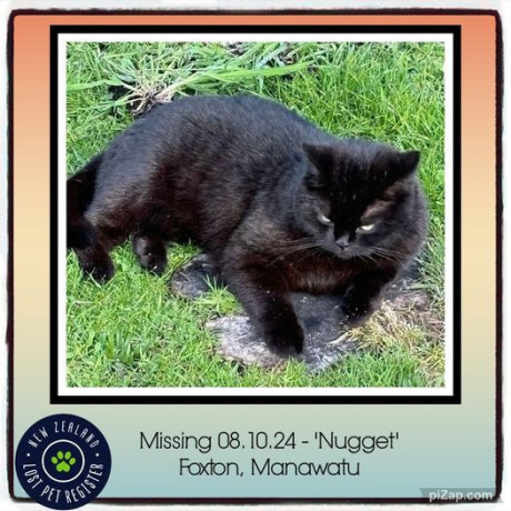 missing-cat-foxton-manawatu-big-0