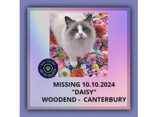 MISSING - CAT - (WOODEND) CANTERBURY