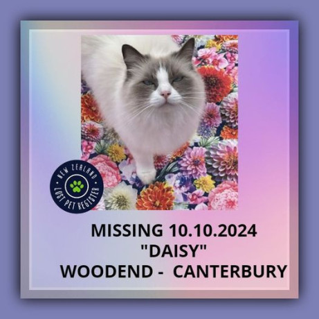 missing-cat-woodend-canterbury-big-0