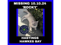 missing-kitten-small-0