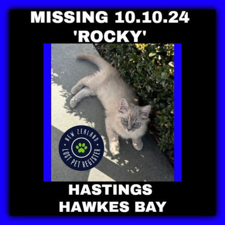 missing-kitten-big-0