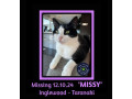 missing-cat-small-0