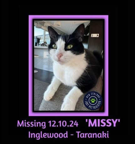 missing-cat-big-0