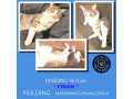 missing-cat-small-0