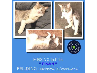 MISSING - CAT