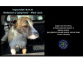 impounded-dog-small-0