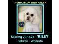 missing-dog-pokeno-waikato-small-0