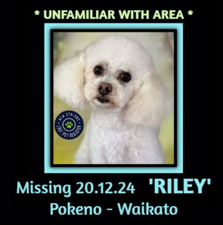 missing-dog-pokeno-waikato-big-0