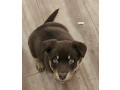 lost-puppy-small-0