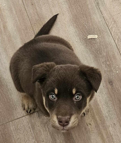 lost-puppy-big-0