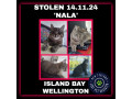 stolen-cat-island-bay-wellington-small-0