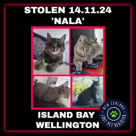 stolen-cat-island-bay-wellington-big-0