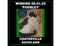 missing-cat-coatesville-auckland-small-0