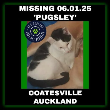 missing-cat-coatesville-auckland-big-0