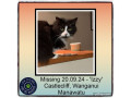 missing-cat-small-0