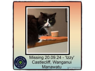 MISSING – CAT