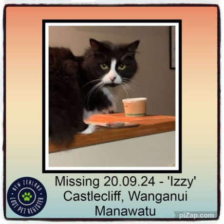 missing-cat-big-0