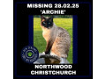 missing-cat-northwood-christchurch-small-0
