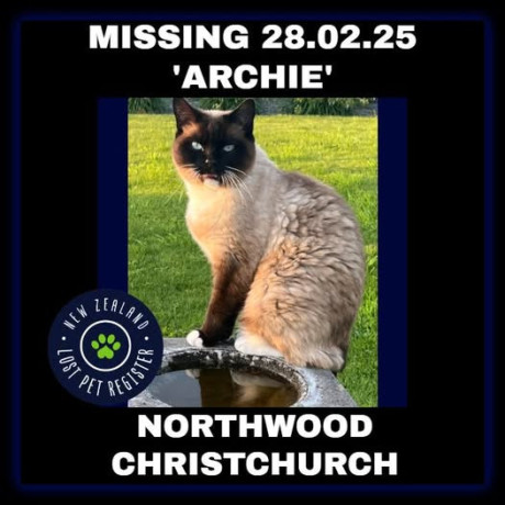 missing-cat-northwood-christchurch-big-0