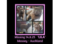 issing-cat-massey-auckland-small-0