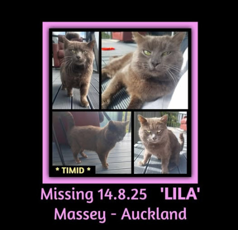 issing-cat-massey-auckland-big-0