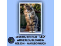 missing-cat-small-0